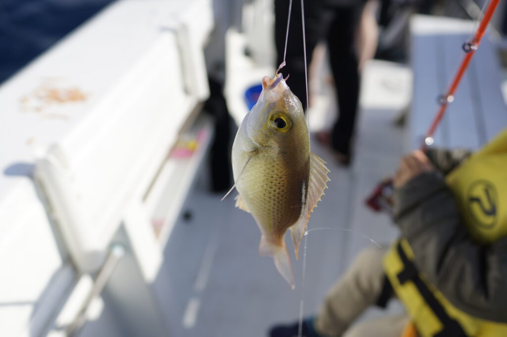 釣れた魚の写真