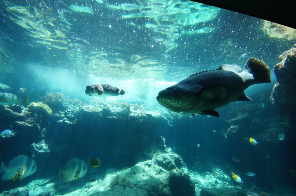 美ら海水族館の水槽の写真