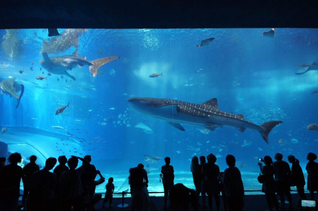 美ら海水族館の水槽の写真２