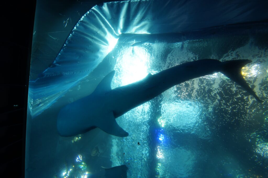 美ら海水族館の水槽の写真３